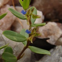 Polygala telephioides Willd. LC